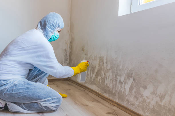 Licensed Mold Remediation service in Marne, MI - WQB Mold Removal